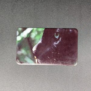 Magnet rectangle - Panthère