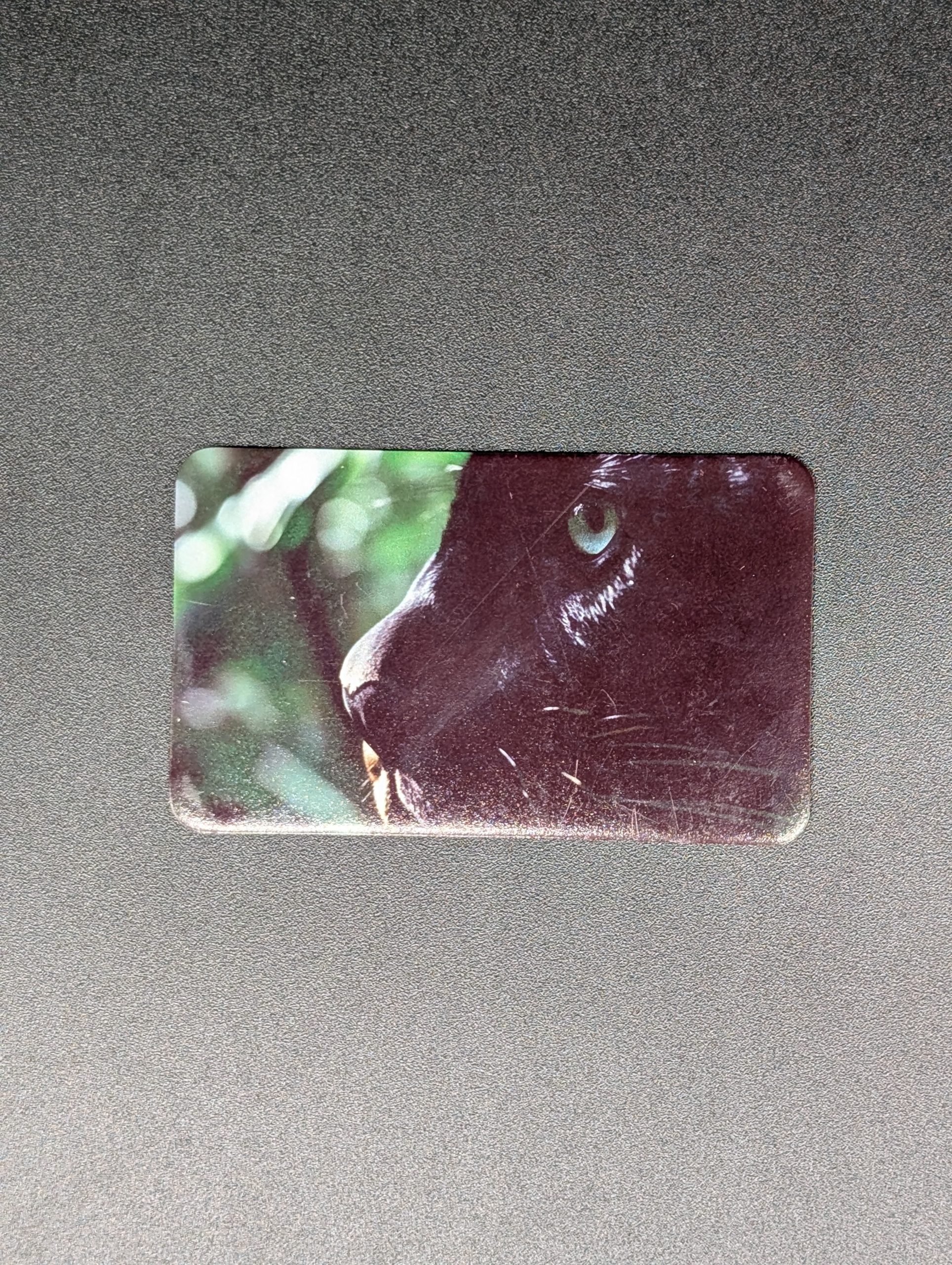 Magnet rectangle - Panthère